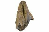 Fossil Dinosaur (Triceratops) Shed Tooth - Montana #341134-1